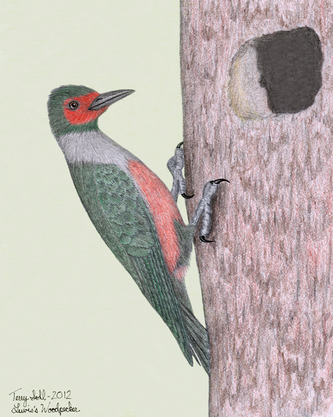 Drawing of Lewis