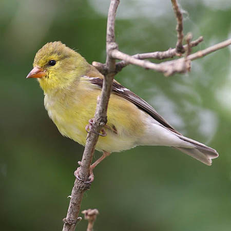 American Goldfinch Female - Spinus tristus