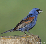 Blue Grosbeak - Guiraca caerulea