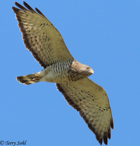 Broad-winged Hawk - Buteo platypterus