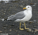 California Gull - Larus californicus