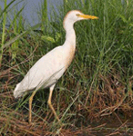 Cattle Egret - Bubulcus ibis