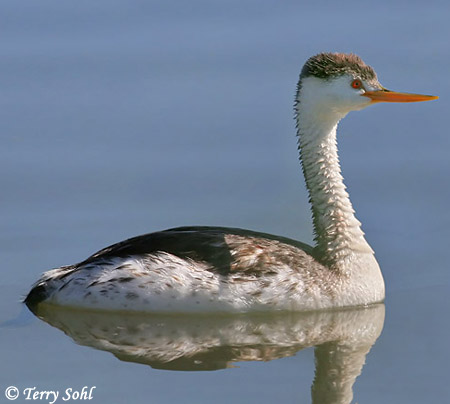 Clark's Grebe - Aechmophorus clarkii