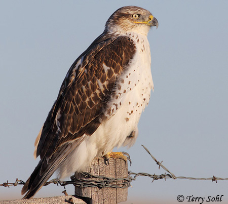 Ferruginous Hawk - Buteo regalis