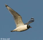Franklin's Gull - Larus pipixcan