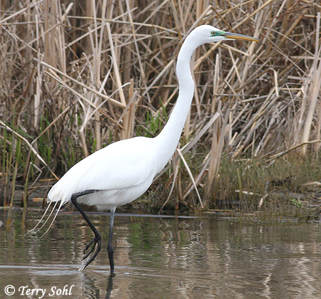 Great Egret - Ardea Alba