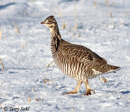 Greater Prairie Chicken - Tympanuchus cupido
