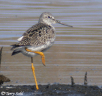 Greater Yellowlegs - Tringa melanoleuca