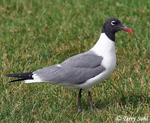 Laughing Gull - Larus atricilla
