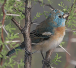 Lazuli Bunting - Passerina amoena