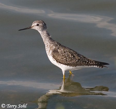 Lesser Yellowlegs - Tringa flavipes