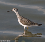 Lesser Yellowlegs - Tringa flavipes