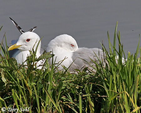 Mew Gull - Larus canus