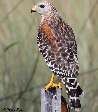 Red-shouldered Hawk - Buteo lineatus