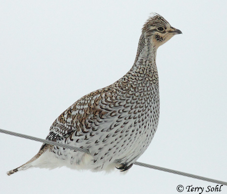 Sharp-tailed Grouse - Tympanuchus phasianellus