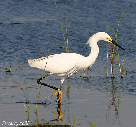 Snowy Egret - Egretta thula