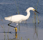 Snowy Egret - Egretta thula