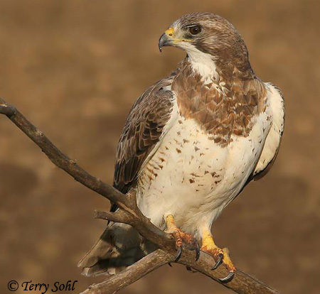Swainson's Hawk - Buteo swainsoni