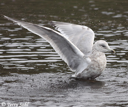 Thayer's Gull - Larus thayeri