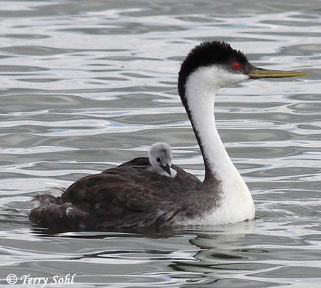 Western Grebe - Aechmophorus occidentalis