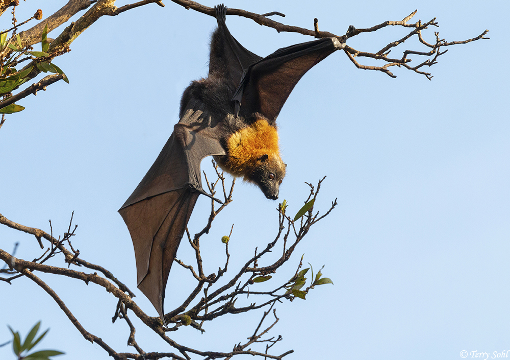 Grey-headed Flying Fox - Pteropus poliocephalus