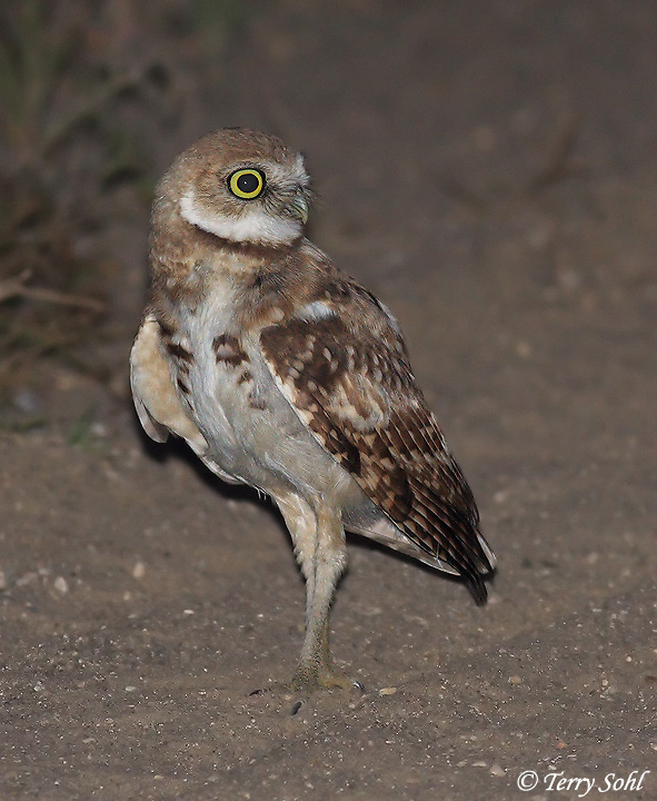 Burrowing Owl - Athene cunicularia