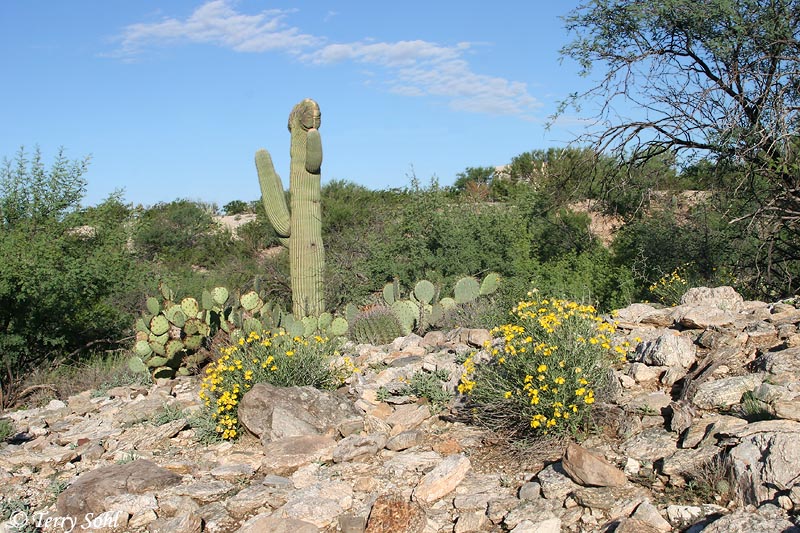 Sonoran Desert Landscape 1