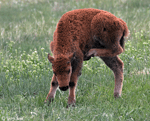 American Bison 10 - Bison bison
