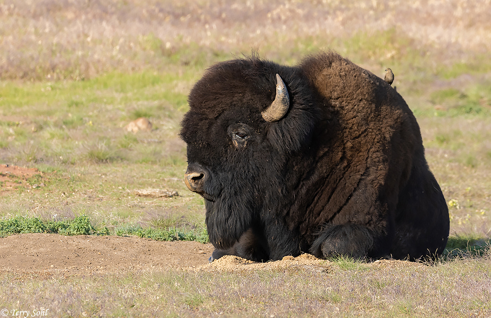 American Bison - Bison bisoin