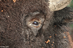 American Bison 17 - Bison bison