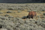 American Bison 6 - Bison bison
