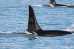 Orca - Orcinus orca