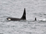 Orca - Orcinus orca