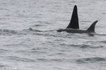 Orca - Orcinus orca