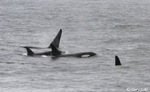 Orca - Orcinus orca