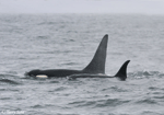 Orca - Orcinus orca