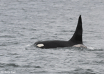 Orca - Orcinus orca