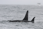 Orca - Orcinus orca