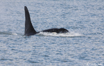 Orca - Orcinus orca
