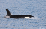 Orca - Orcinus orca