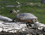 Painted Turtle 9 - Chrysemys picta
