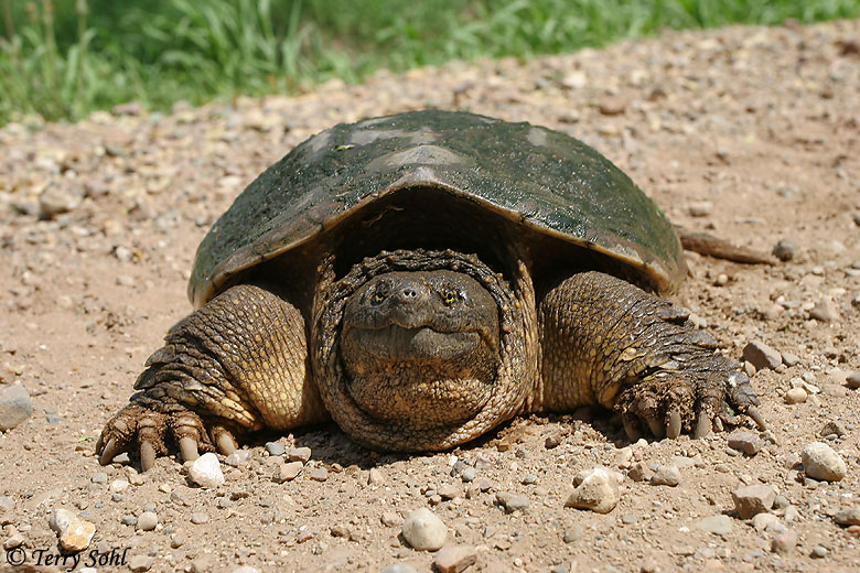Snapping Turtle - Chelydra serpentina