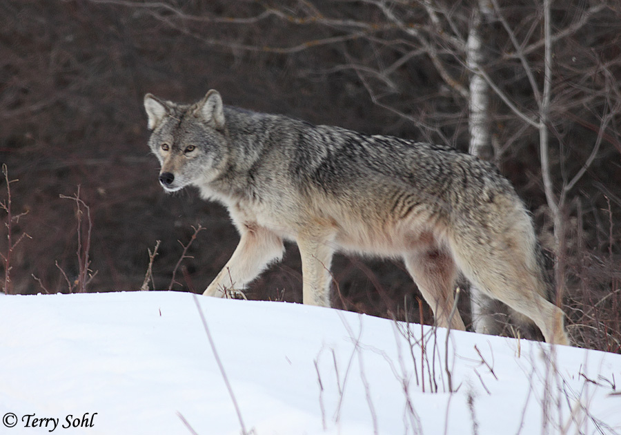 Wolf - Canis lupus