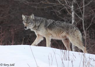 Wolf - Canis lupus