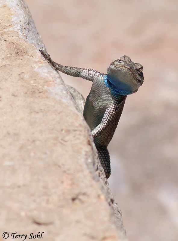 Yarrow's Spiny Lizard - Sceloporus jarrovii