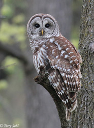 Barred Owl - Strix varia