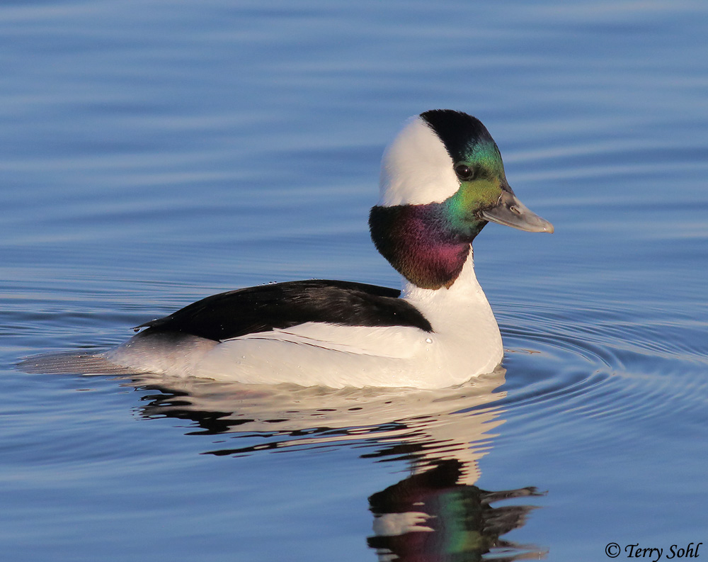 Bufflehead (male) - Bucephala albeola