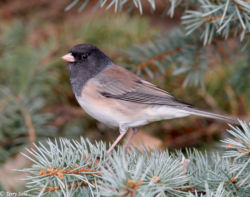 Dark-eyed Junco - Junco hyemalis