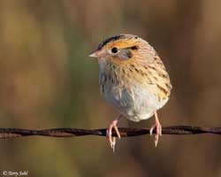 Le Conte's Sparrow - Ammodramus leconteii