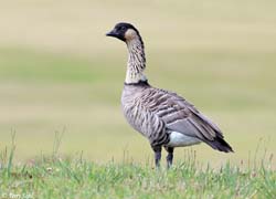 Nene - Branta sandvicensis